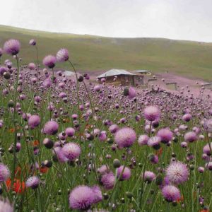 Spring Time in Iran